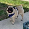 PugLove 的头像