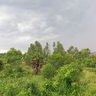 Фото профиля innocent abbai
