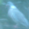 Ghostly Pigeon 的头像