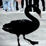 Wuhan Judicial Coup Swan's profile picture