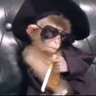Warner Vasconcelos's profile picture