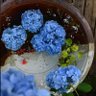 雨の日が好き profil fotoğrafı