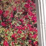 ابو طلال A A profil fotoğrafı