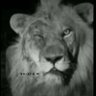 Profilbild von Sllo