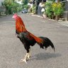 Mas Al's profile picture