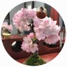 jt🌸's profile picture