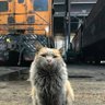 RailwayCat 的头像