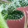 3KingsGenetics's profile picture
