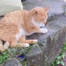 ここ🐈's profile picture