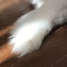 Фото профиля しろい〜ぬ