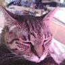ねこぽんぽん🌸🌺🐾闘病の為やむ無くトラックを諦める事に😭これでもスパグレに乗ってたんだよ〜✌ profil fotoğrafı