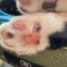Profilbild von cocoa😺🎹🐈⬛🐈🦮🐾🐢