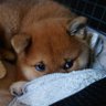 5代目お犬様(銀河)の下僕。's profile picture