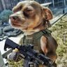 Doguinho Combatente Progressista Social Democrata's profile picture