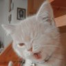 Фото профиля CatW 🐈
