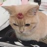 เจ้ด profil fotoğrafı