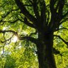 Tree Ambassador 的头像