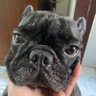 Puii profil fotoğrafı