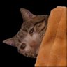 idk's profile picture