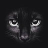 Profilbild von TigerR