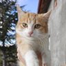 seda profil fotoğrafı