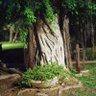 Tree profil fotoğrafı