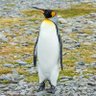 Profilbild von Penguin_Dodel