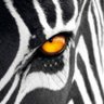 🤍AmosololaJuve🖤 profil fotoğrafı