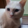 まーぼー profil fotoğrafı