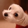 ざぼーがー profil fotoğrafı