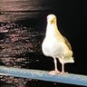 rud's profile picture