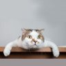 Victor Gomez 😎 profil fotoğrafı