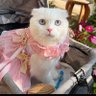 I'm a girl next door's profile picture