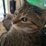 Profilbild von Mause