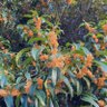 Фото профиля PEACH