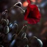Semra_74's profile picture