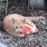茶トラン猫's profile picture