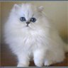 Cats 的头像