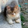 Фото профиля Kucing