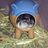 おこ's profile picture