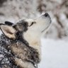 Wolfpak56 的头像