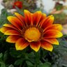 Anup Kumar's profile picture