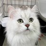 sunamushi profil fotoğrafı