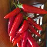 Фото профиля Peperoncinointrepido2