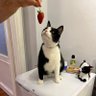 Profilbild von tuxedo cat lover ๐ข