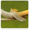 BananenFisch's profile picture