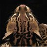 ڛۜــبــٿــمۭــبــڔ's profile picture