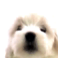 puppies's profile picture