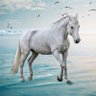 Amal Almohammdi 🌐 的头像