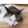 Aoi profil fotoğrafı